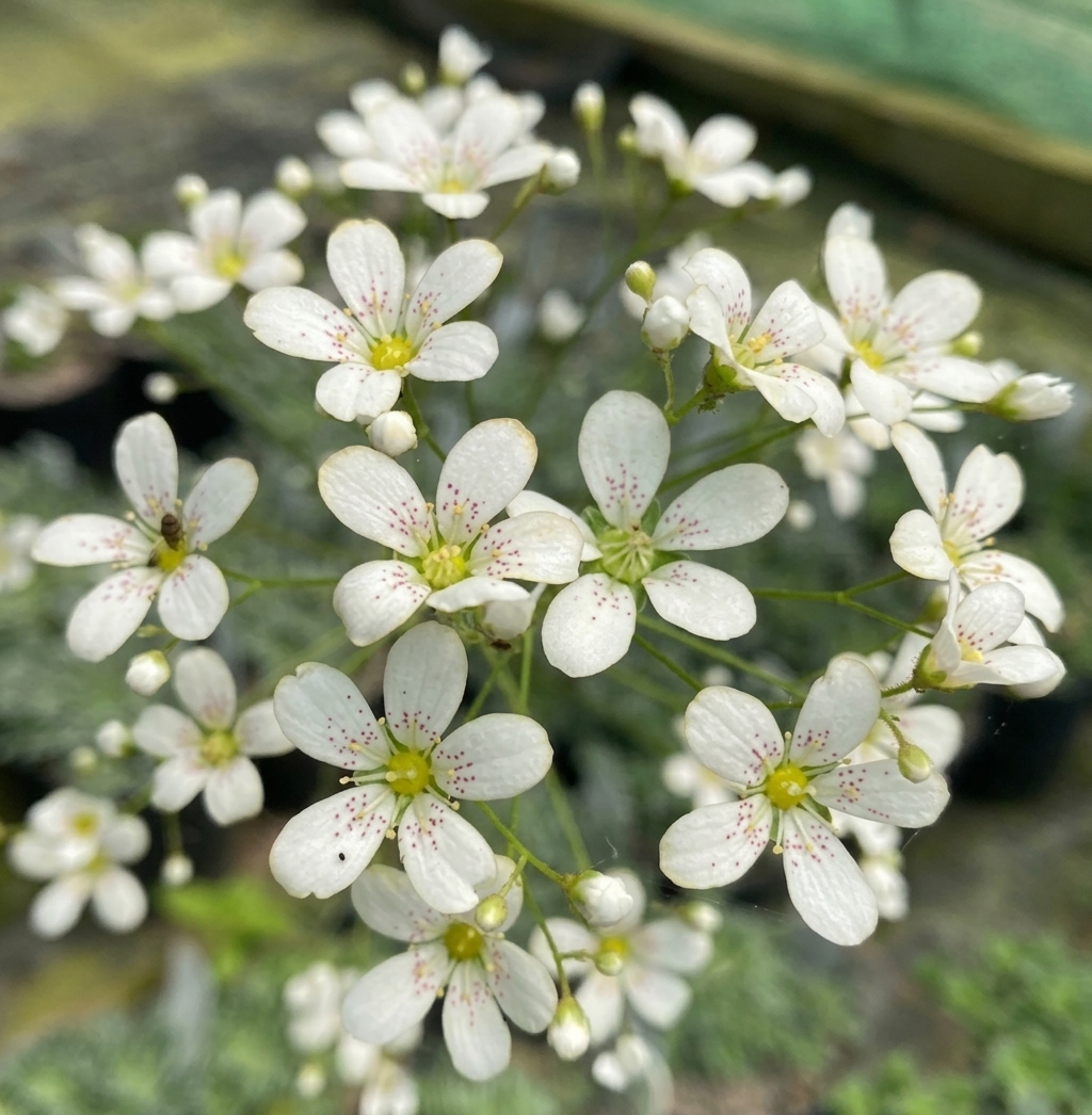 Saxifraga 'Anneka Hope'